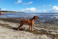 Der erste Urlaub von Etana am Hundestrand auf Föhr im September 2024